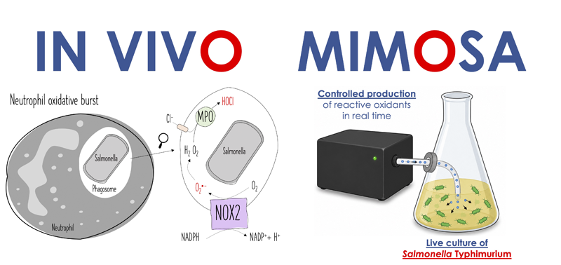 in vivo mimoisa