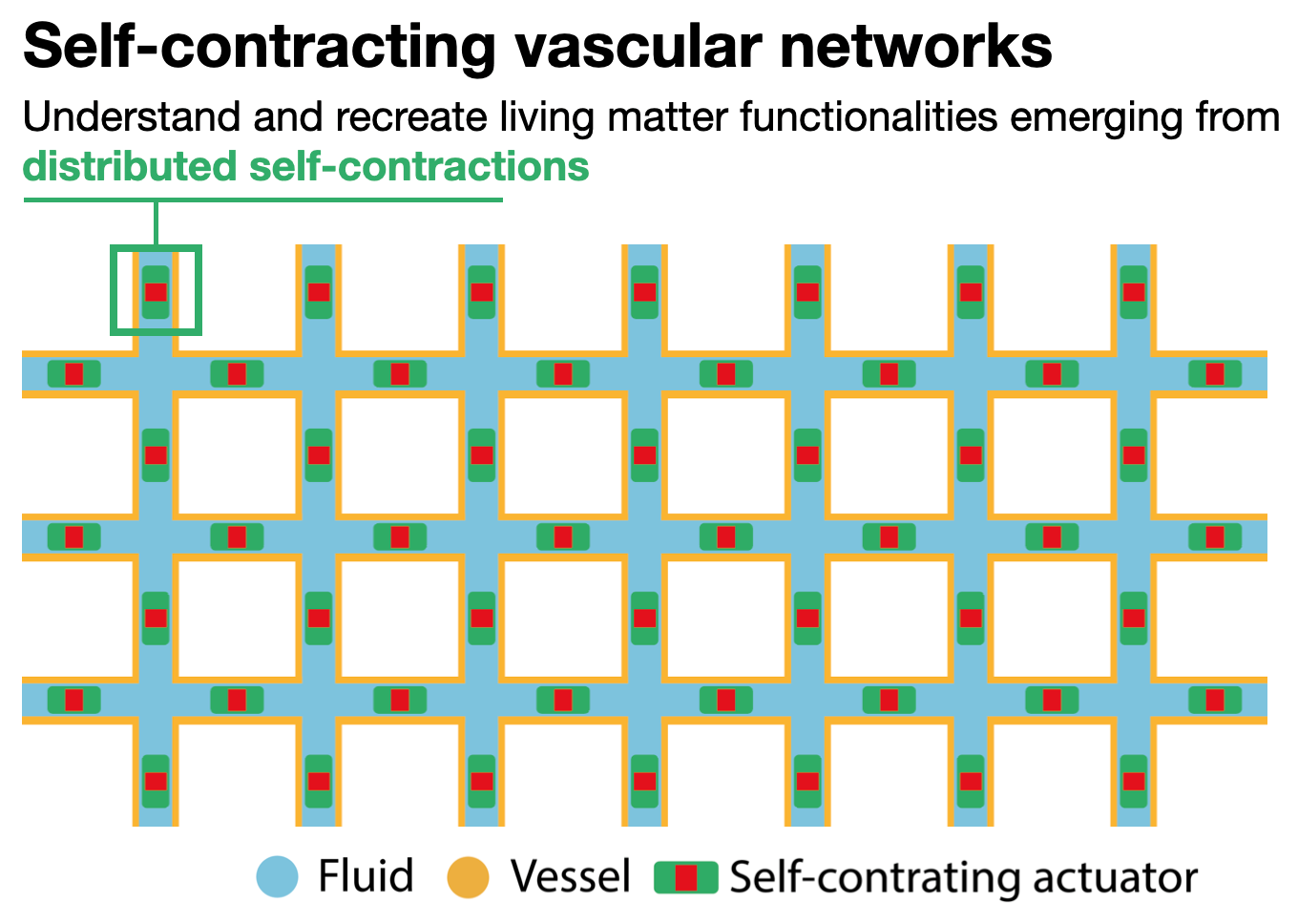self_contracting_vascular_networks.png