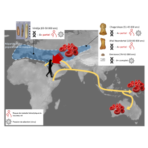 Carte montrant la répartition des individus étudiés, leur âge, leur groupe sanguin